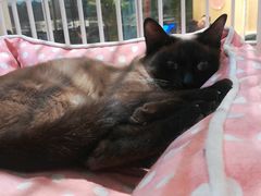 -藏猫猫咖啡主题馆(中央大道店)