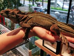 -酷以爬仙阁实体爬宠店·守宫·蜥蜴·专业繁育