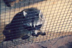 -酷嗒动物文化乐园(cutezoo西溪乐天城店)