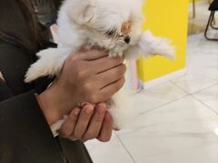 -宠爱多约克夏马尔济斯泰迪小型犬专卖