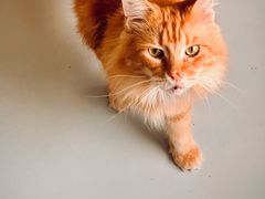 -豆逗聊愈猫阁Easy Life