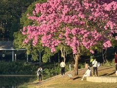 -四海公园(南山区)