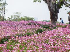 -香蜜公园