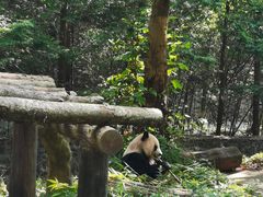 -都江堰中华大熊猫苑