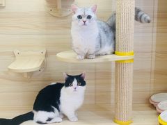 -babydoll猫舍·米努特·德文·缅因(久光中心店)