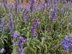 -紫海香堤香草艺术庄园