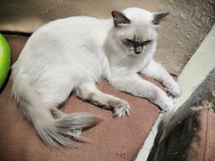 -藏猫猫咖啡主题馆(中央大道店)