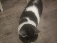 -海边的猫和咖啡馆