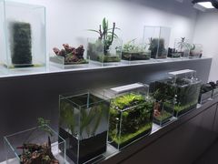 -ADA自然水景世界