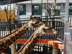 -西霞口神雕山野生动物世界