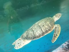 -广东惠东海龟国家级自然保护区