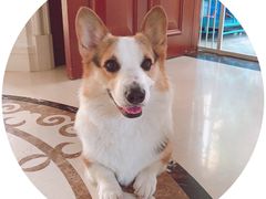 -欧奕国际动物医院