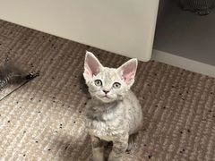 -艾贝尔宠物医院 ·内科全科(梁溪路店)