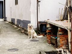 -金泽古镇