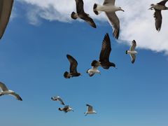 -海驴岛(荣成市)