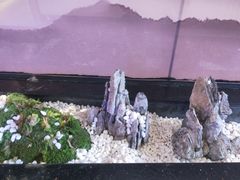-马家斑.鲜鱼火锅(松湖万科店)