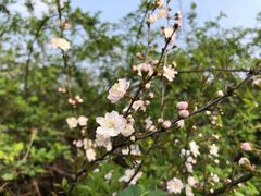-苏州上方山国家森林公园
