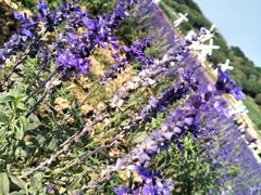 -松山湖梦幻百花洲