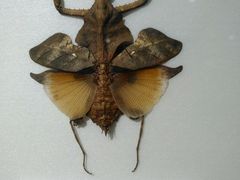 -上海昆虫博物馆