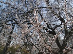-桃花堤公园