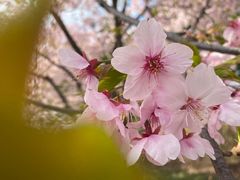 -顾村公园