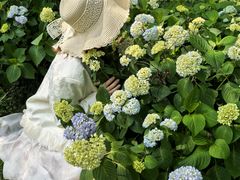 -都江堰玫瑰花溪谷