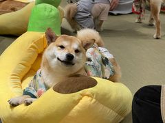 -逗柴咖啡屋·狗咖猫咖宠物桌游