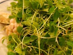 香椿苗-中国徽菜·徽商故里(远大店)