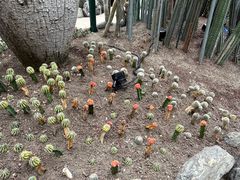 -南山植物园