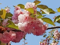 -石家庄市植物园