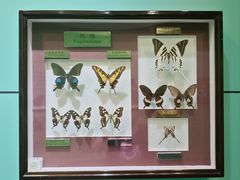 -上海昆虫博物馆