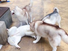 -TrueLove @ Neverland (Husky Cafe)