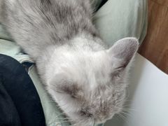 -猫的茶·猫咖