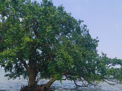 -宝安西湾红树林湿地公园