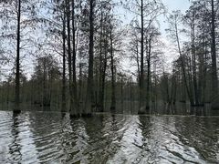 -池杉湖湿地公园