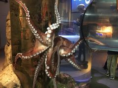 -西雅图水族馆