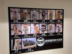 -逗柴咖啡屋·狗咖猫咖宠物桌游