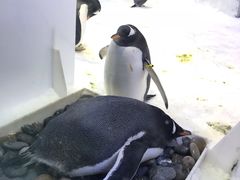-芜湖新华联大白鲸海洋公园