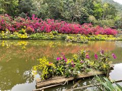 -深圳仙湖植物园