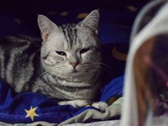 -爱宠屋pet shop·宠物洗澡·宠物美容