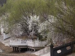 -桃花堤公园