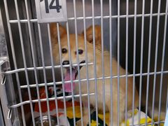 -全心全意连锁动物医院·特色中医诊疗(会城门分院)