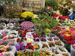 -双季花艺园艺市场(浦东店)
