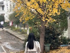 -千年银杏谷文化旅游区