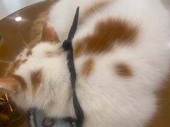 -共舞时光猫咖·狗咖(新街口店)