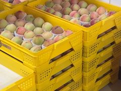 -老袁家蜜桃农场·阳山水蜜桃