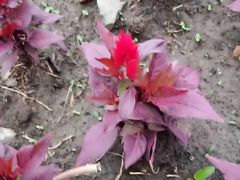 -长春公园(普阳街道)