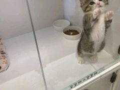 -lincat·猫舍(广州店)