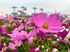 -海心沙亚运公园