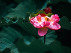 -陈家山荷花公园